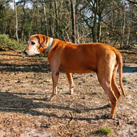 Explor Fit Comfy Collier Classic Vert M - 39-44cm - Image 5