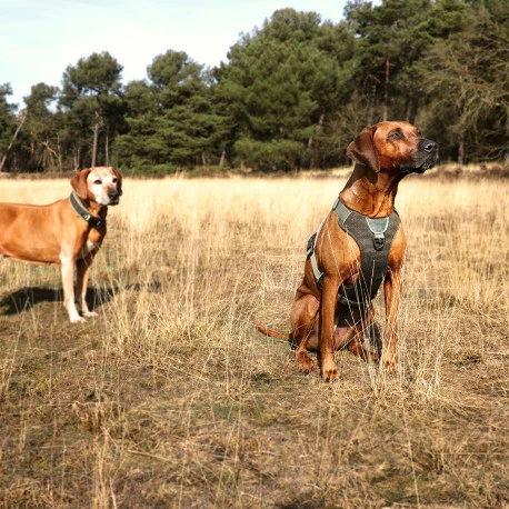 Explor Fit Control Collier Classic Vert M - 39-44cm - Image 6