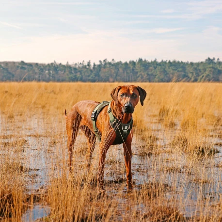 Explor Harnais Classic Vert S - 25-45cm - 42-60cm - Image 4